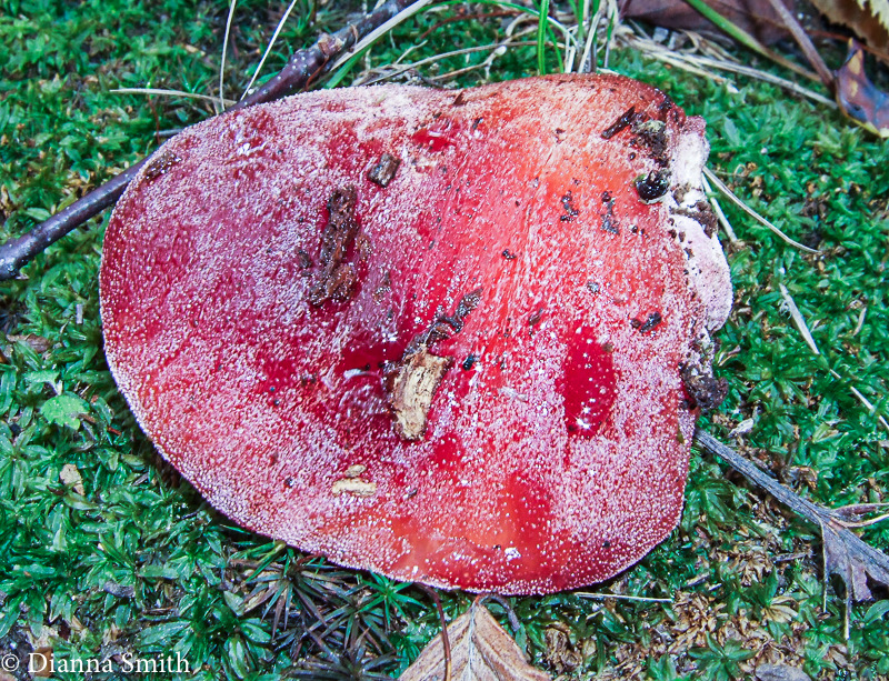 Fistulina hepatica6339