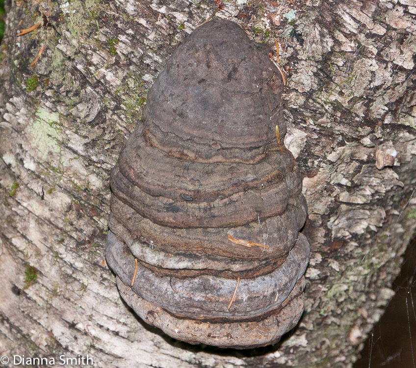 Fomes fomentarius1010683