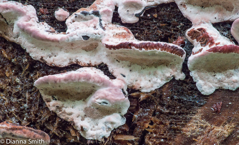 Fomitopsis cajanderi00129
