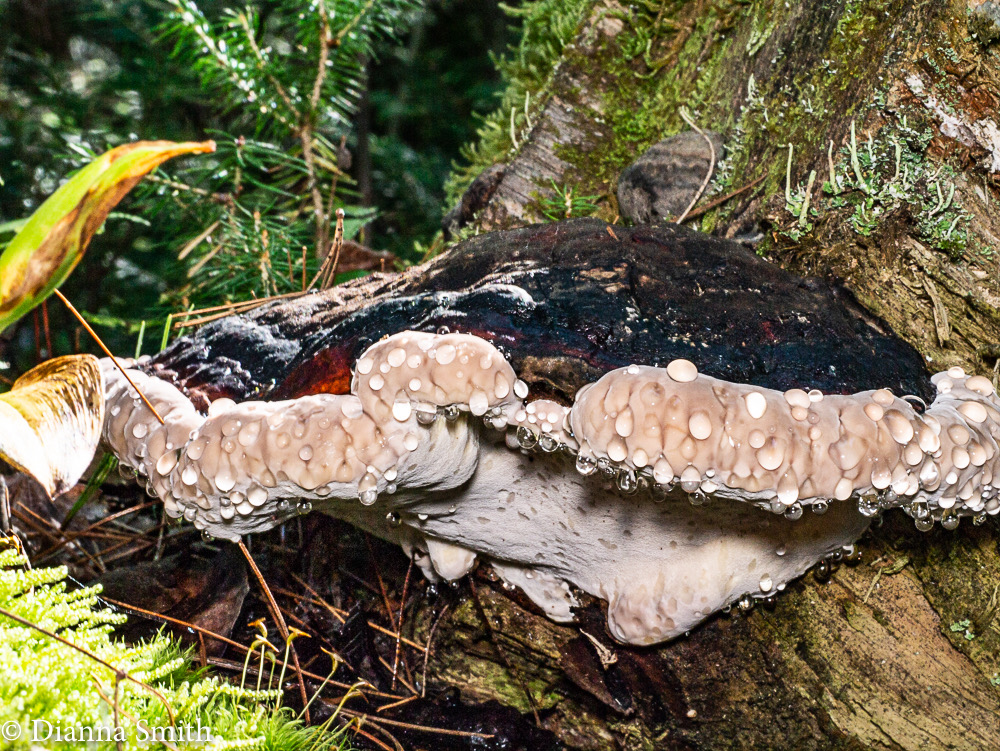 Fomitopsis pini-canadensis (nom. prov.) 1010052
