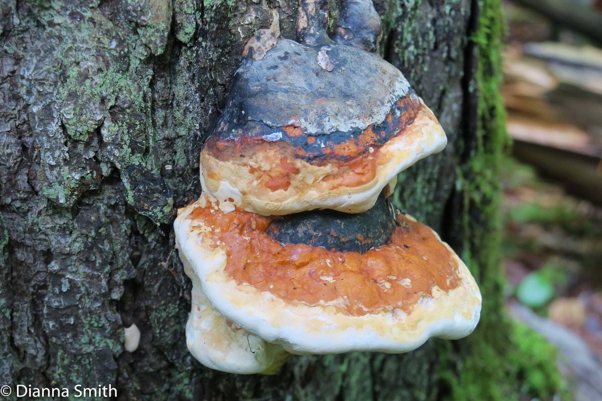 Fomitopsis pinicola 0045