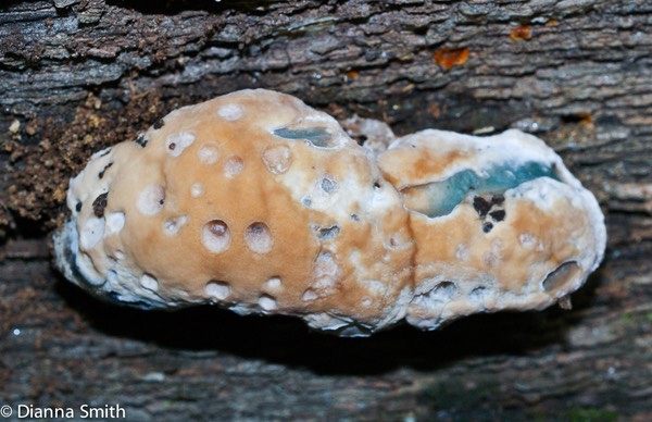 Fomitopsis spraguei00230