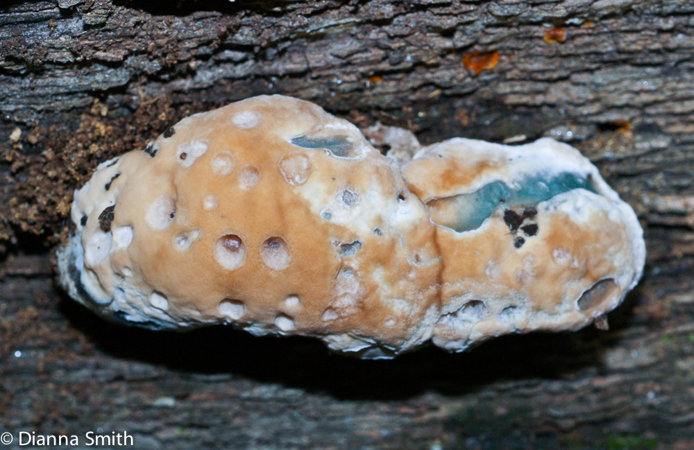 Fomitopsis spraguei00230