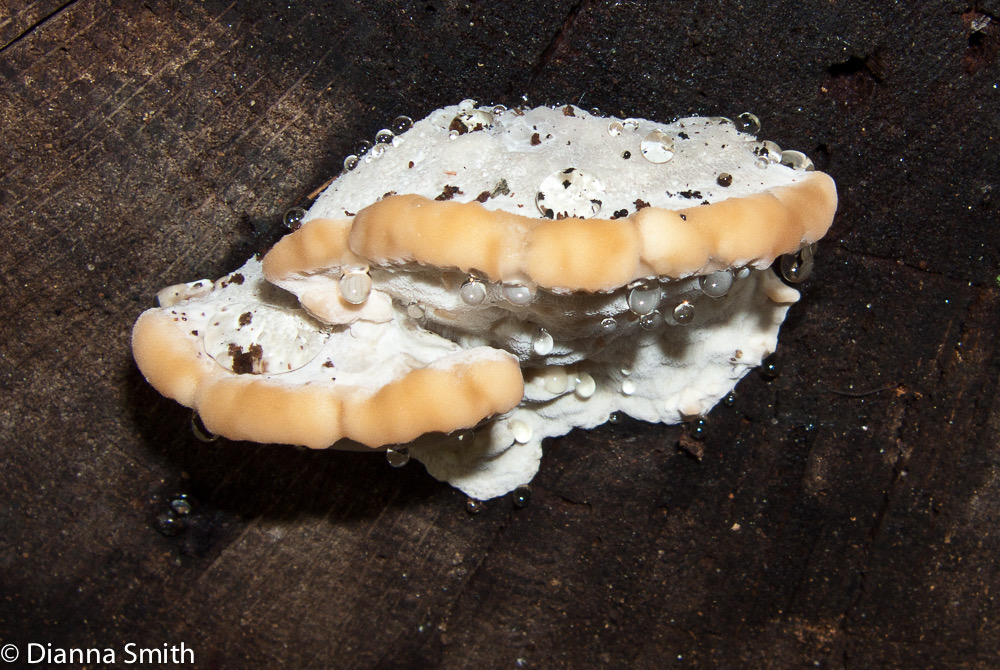 Fomitopsis spraguei3299