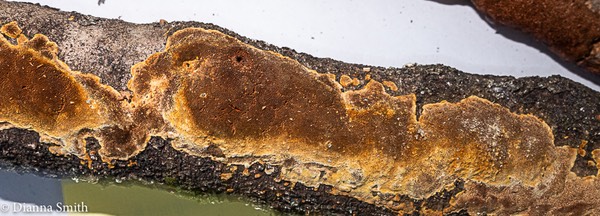 Fulvifomes inermis Phellinus inermis 3039