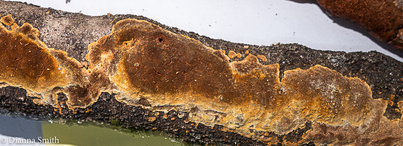 Fulvifomes inermis Phellinus inermis 3039