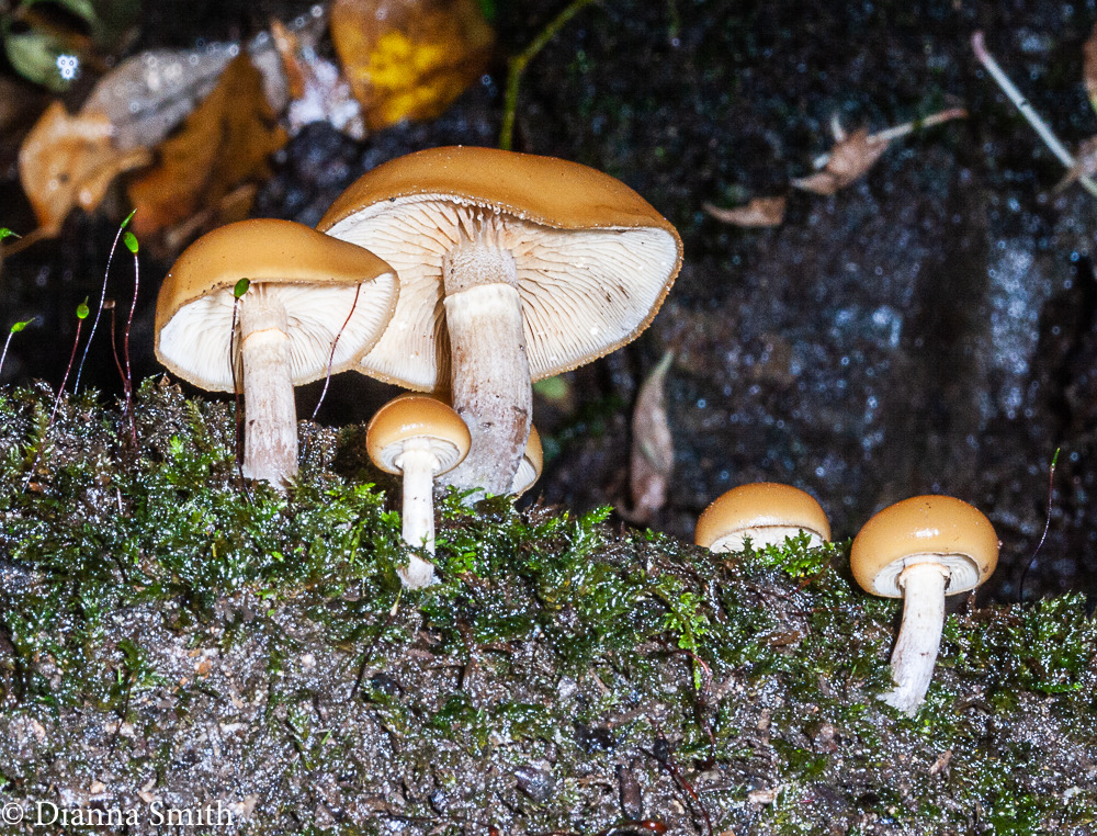 Galerina marginata (Galerina autumnalis)6941