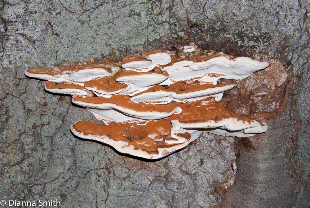 Ganoderma applanatum 0637