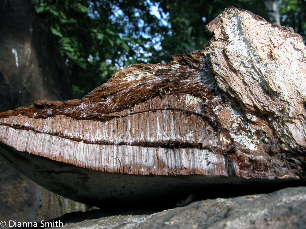 Ganoderma applanatum tubes1100 