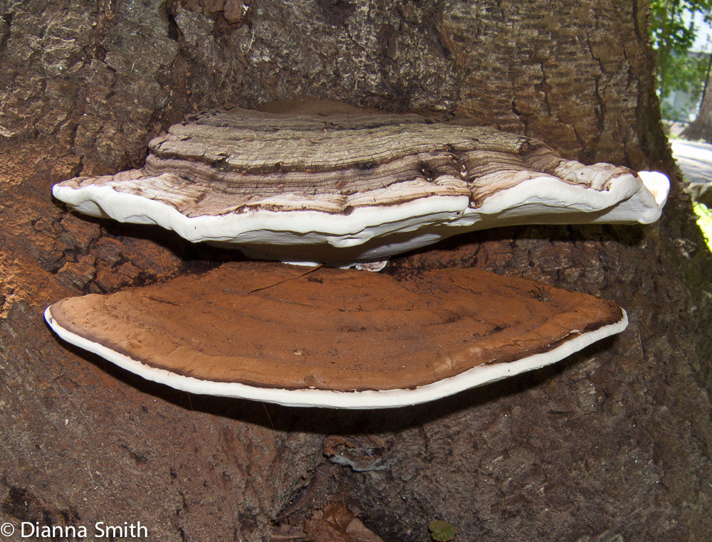 Ganoderma applanatum8630