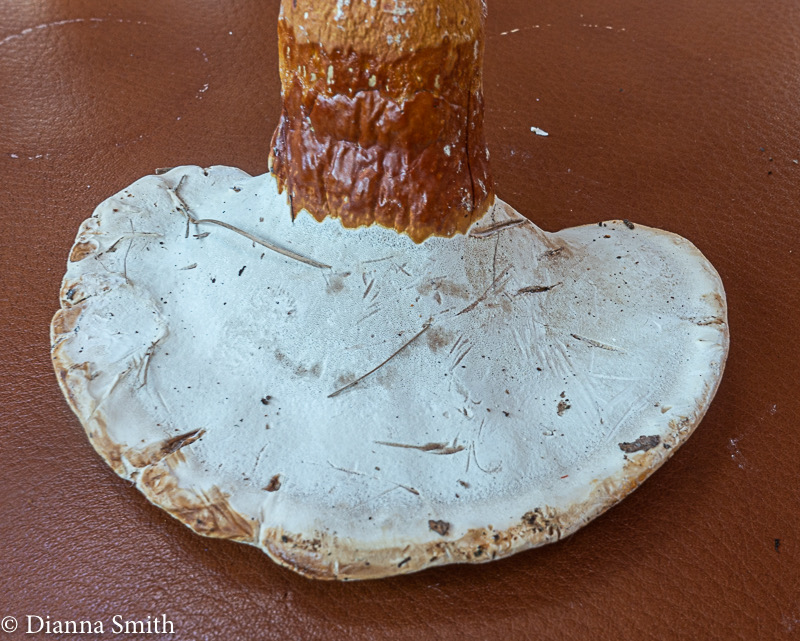 Ganoderma curtisii 05096
