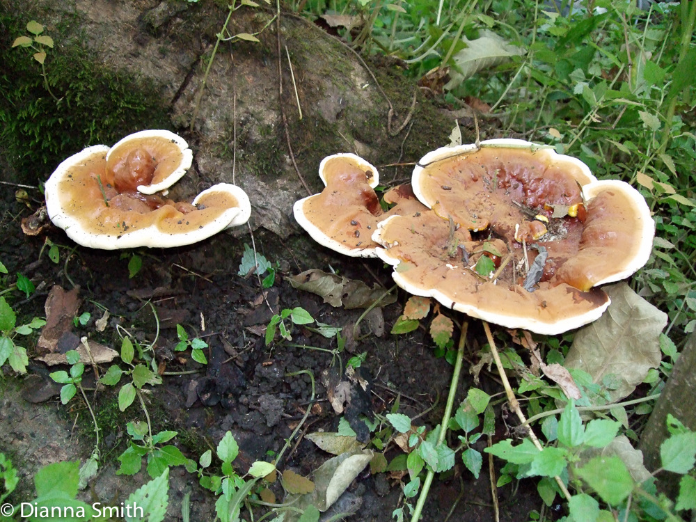 Ganoderma lucidum 0132