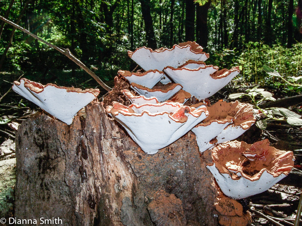 Ganoderma lucidum 0141