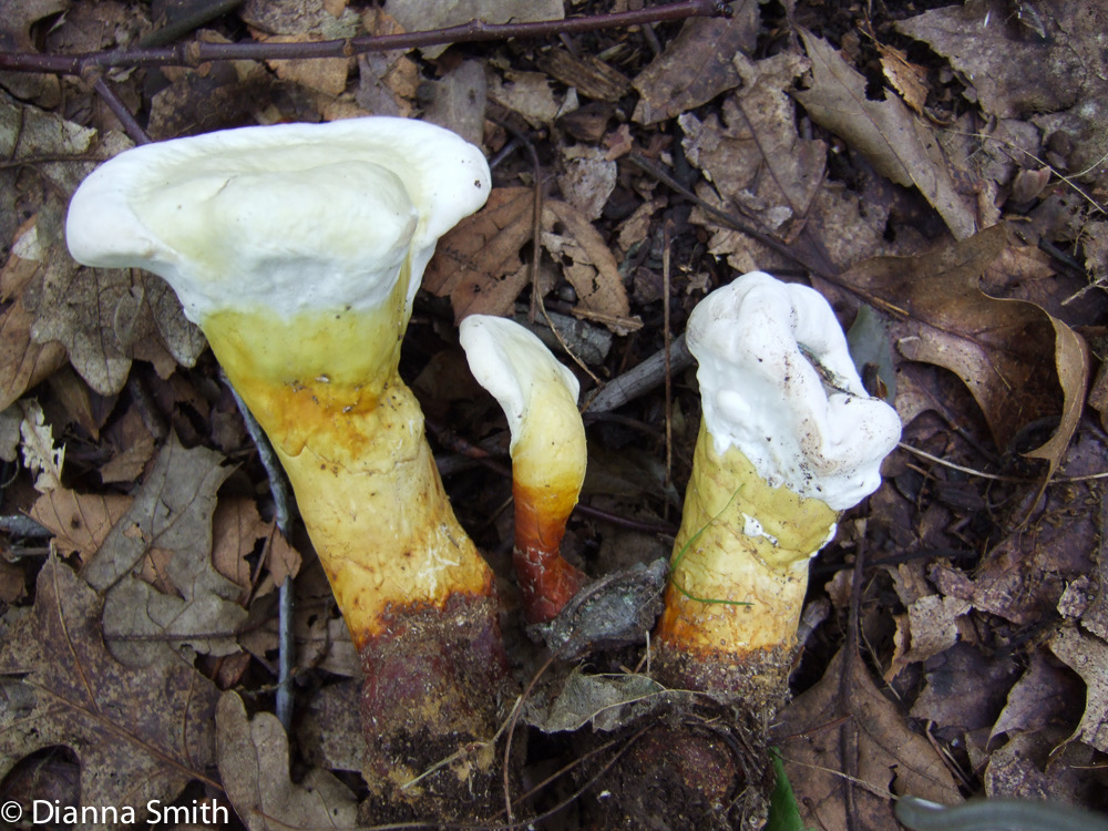 Ganoderma tsugae1740