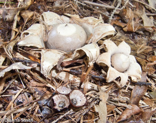 Geastrum saccatum 6160