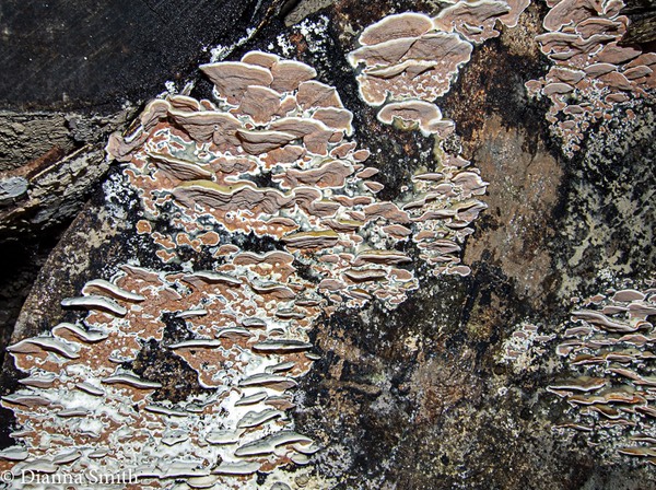 Gelatoporia dichroa (Gloeoporus dichros) 6460