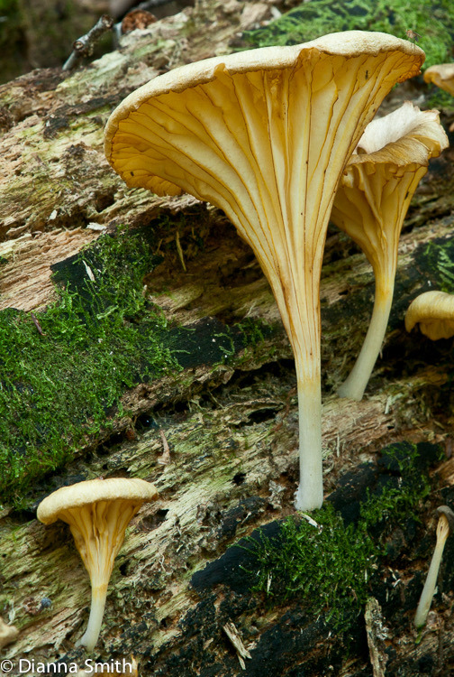 Gerronema strombodes (Chrysomphalina strombodes) 06387