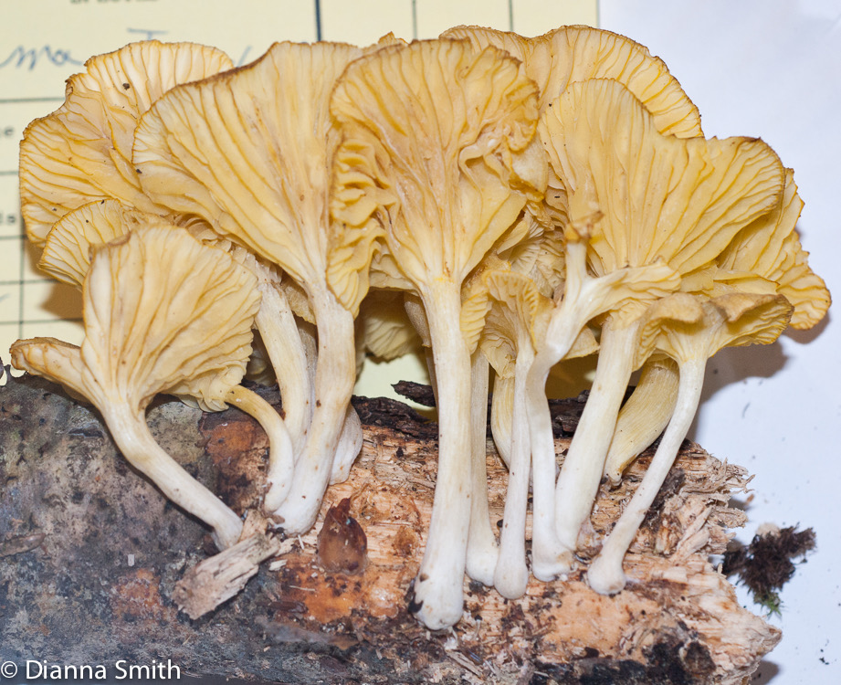 Gerronema strombodes (Chrysomphalina strombodes)01431