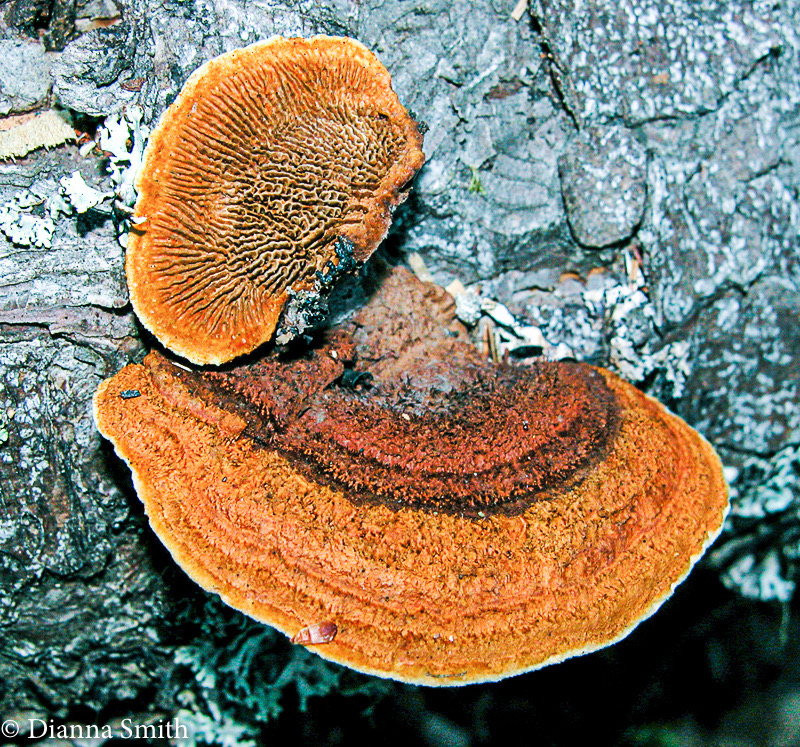 Gloeophyllum sepiarium6864