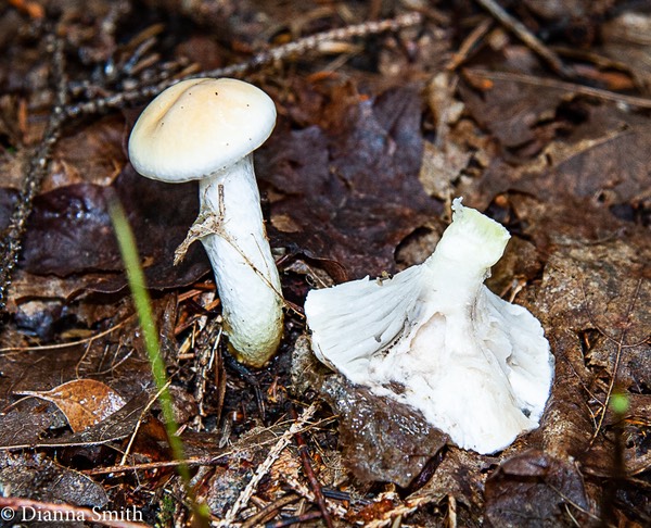 Gomphidius flavipes 5553