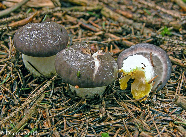 Gomphidius glutinosus 8497