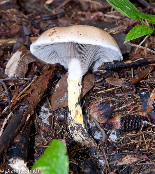 Gomphidius glutinosus5456