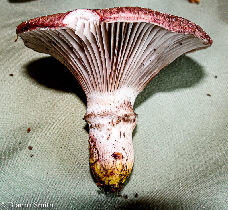 Gomphidius subroseus08411