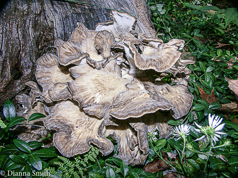 Grifola frondosa3972