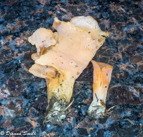 Guepinia helvelloides (Phlogiotis helvelloides) 03855