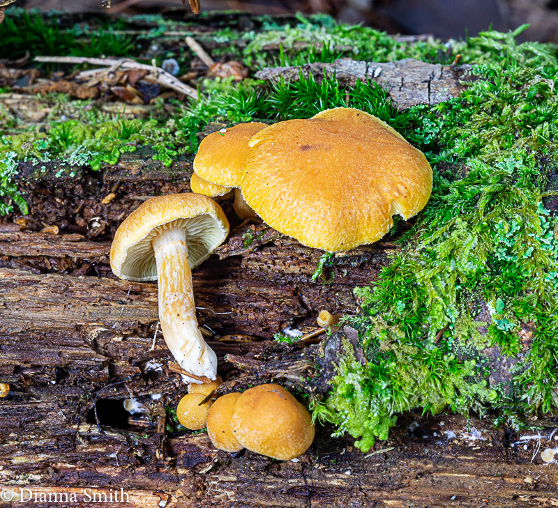Gymnopilus penetrans 01347