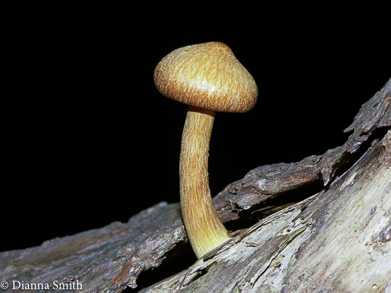Gymnopilus sapineus5069
