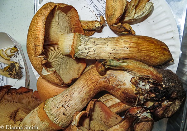 Gymnopilus speciosissimus YES greening 0089