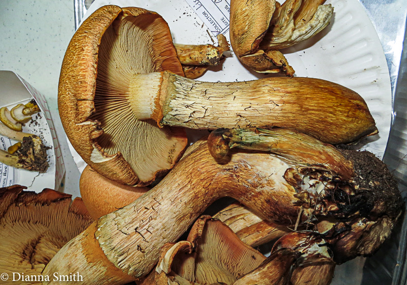 Gymnopilus speciosissimus YES greening  0089