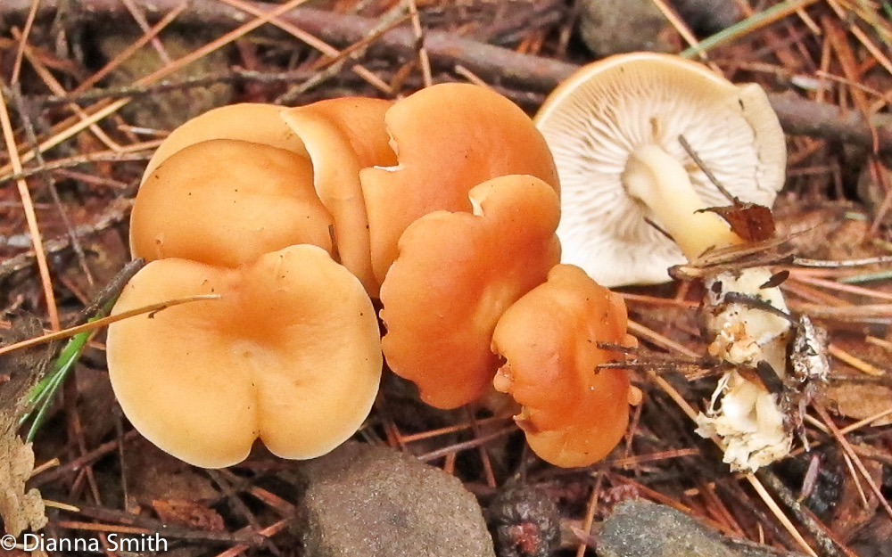Gymnopus dryophilus (Collybia dryophila) 1998