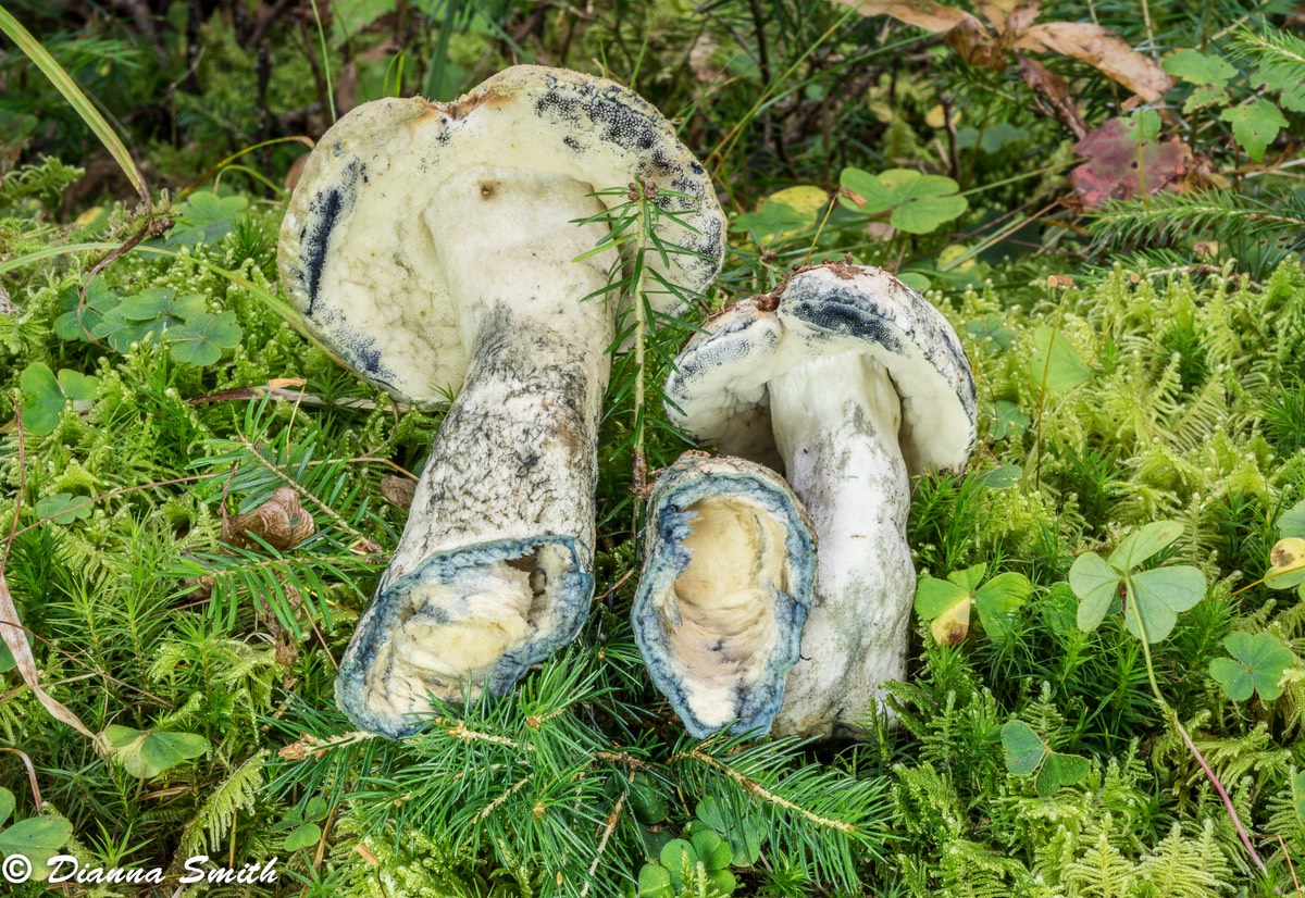 Gyroporus cyanescens02058