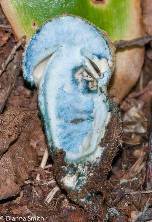 Gyroporus cyanescens1010236
