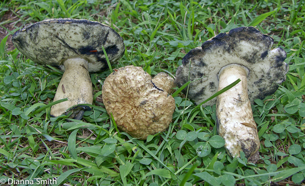 Gyroporus cyanescens var. violatinctus 2632
