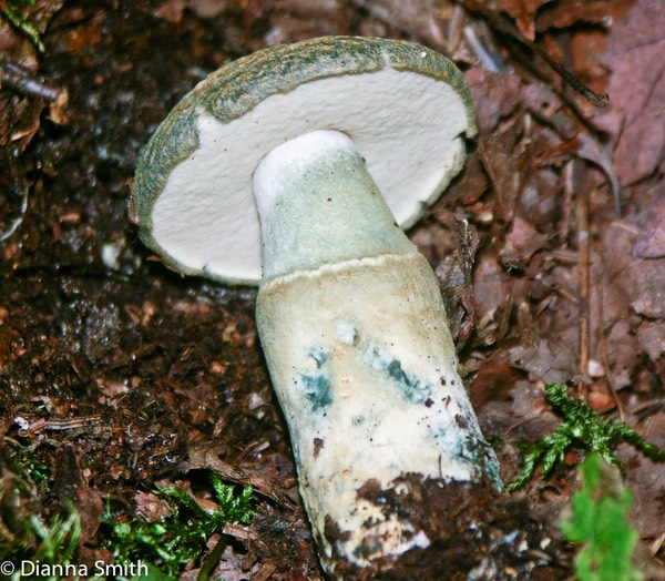 Gyroporus cyanescens6252