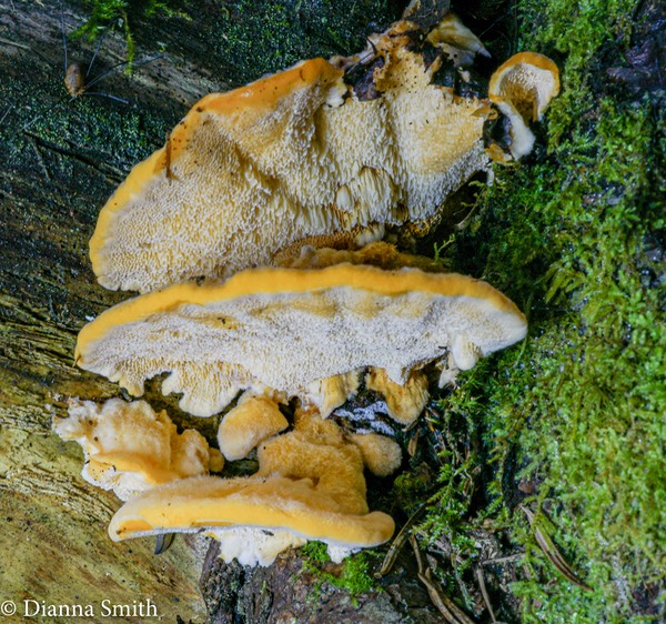 Hapalopilus croceus 01976