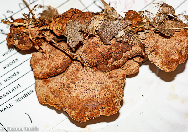 Hapalopilus nidulans01133
