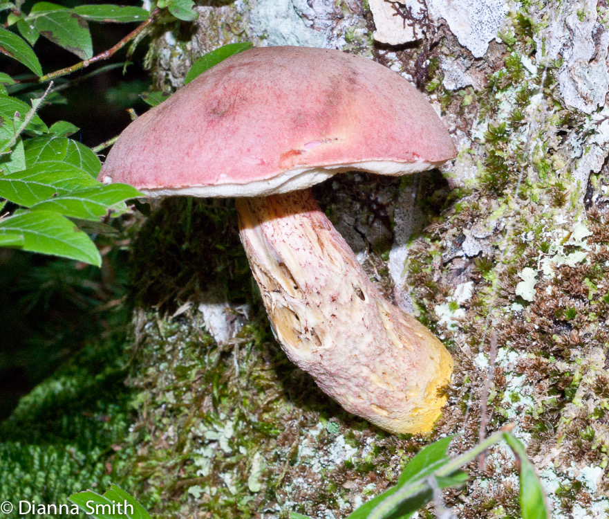 Harrya chromapes (Tylopilus chromapes)01837
