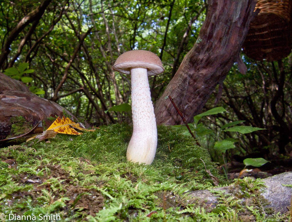 Harrya chromapes (Tylopilus chromapes)9937