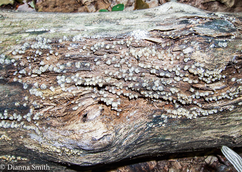 Helicogloea compressa (Leucogloea compressa, Pleurocolla compressa) 8977