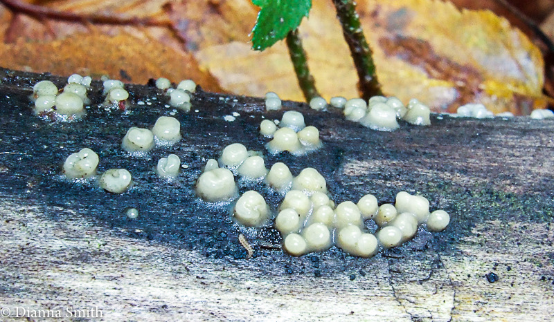 Helicogloea compressa (Leucogloea compressa, Pleurocolla compressa)1090030