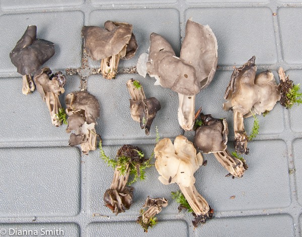 Helvella04862