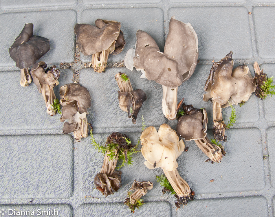 Helvella04862