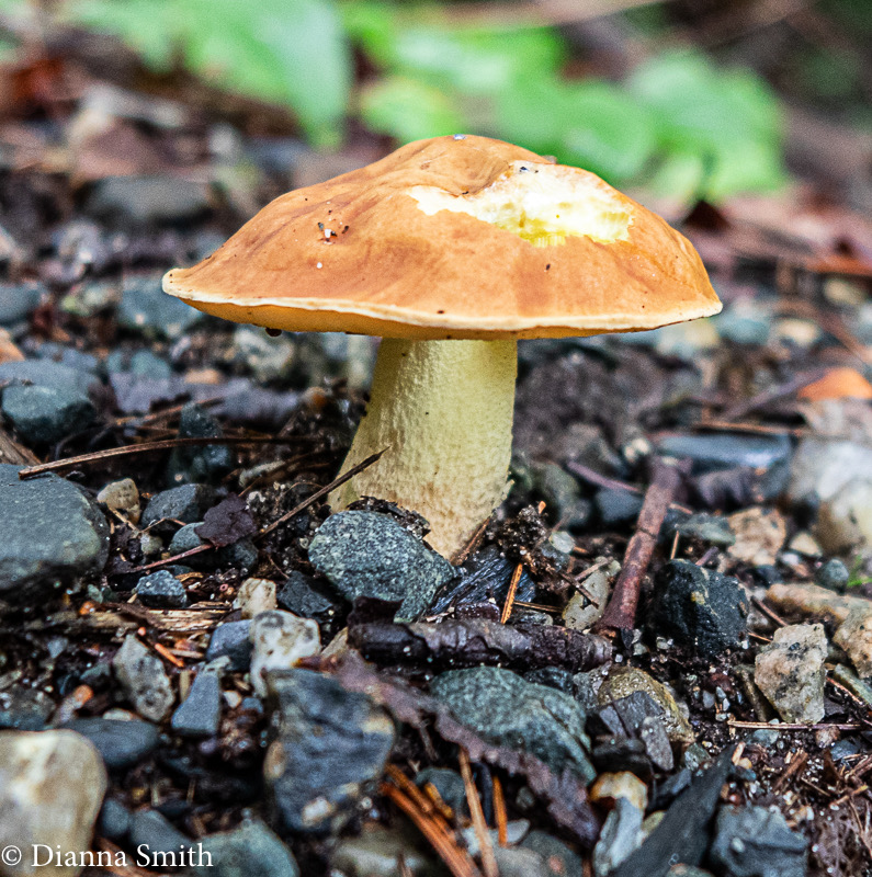 Hemileccinum subglabripes 0393
