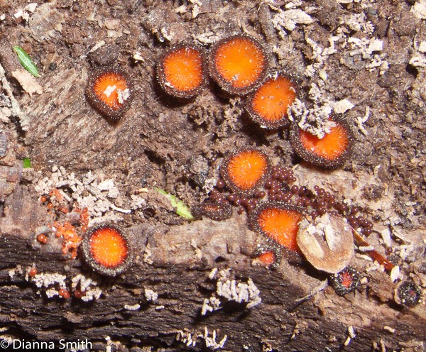 Hemitrichia calyculata8554