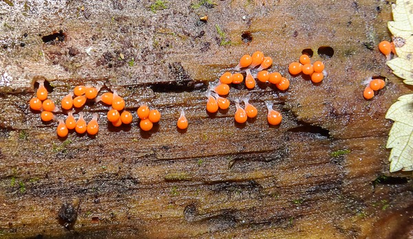 Hemitrichia calyculata 04774