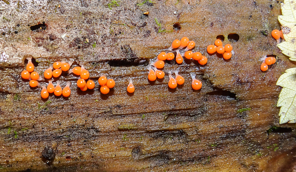 Hemitrichia calyculata 04774